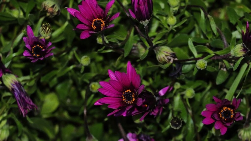 Purple flowers on a plant

AI-generated content may be incorrect.