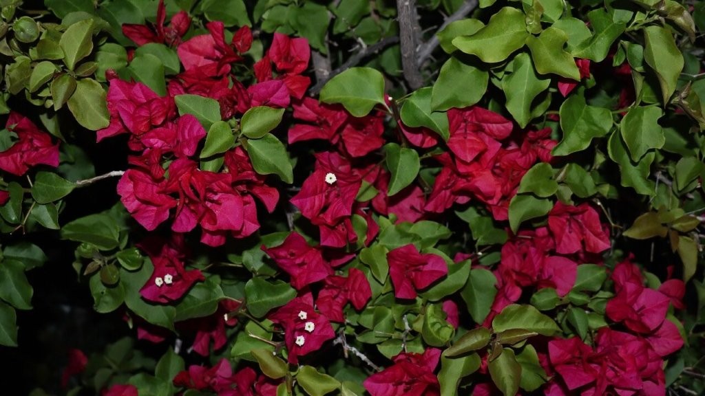 A close-up of a bush with red flowers

AI-generated content may be incorrect.