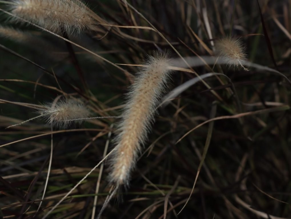 A close-up of a plant

AI-generated content may be incorrect.