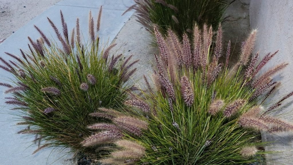 A close-up of a plant

AI-generated content may be incorrect.