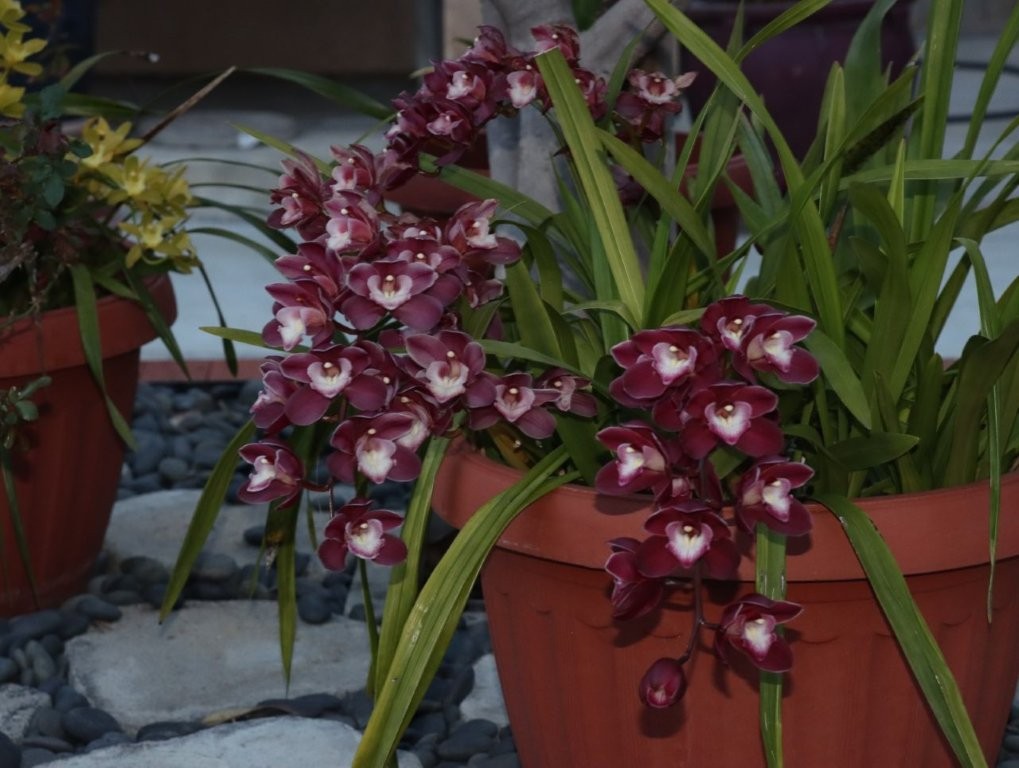 A potted plant with purple flowers

AI-generated content may be incorrect.