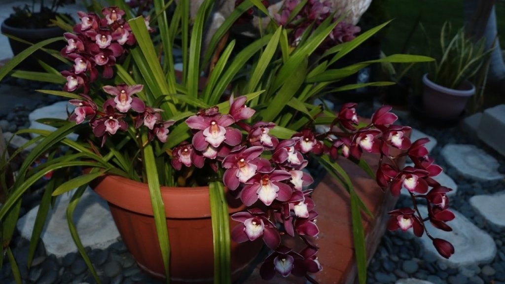 A potted plant with purple flowers

AI-generated content may be incorrect.