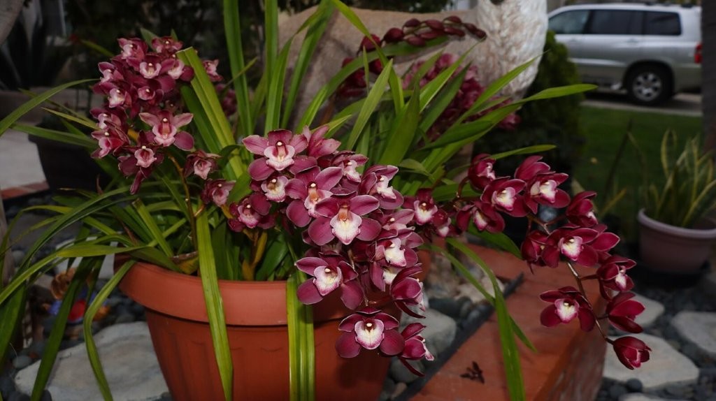 A potted plant with purple flowers

AI-generated content may be incorrect.
