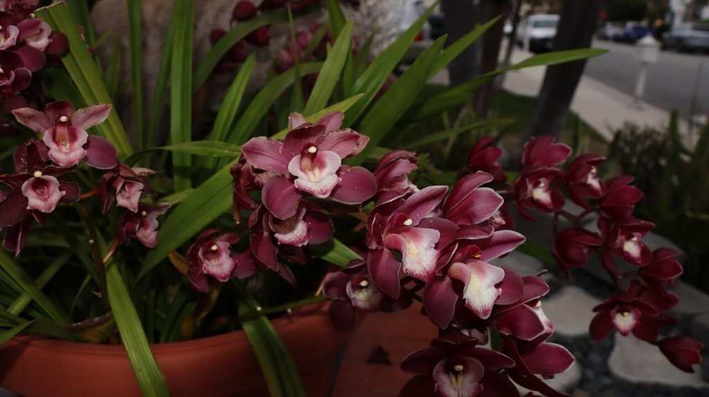 A close up of a plant

AI-generated content may be incorrect.