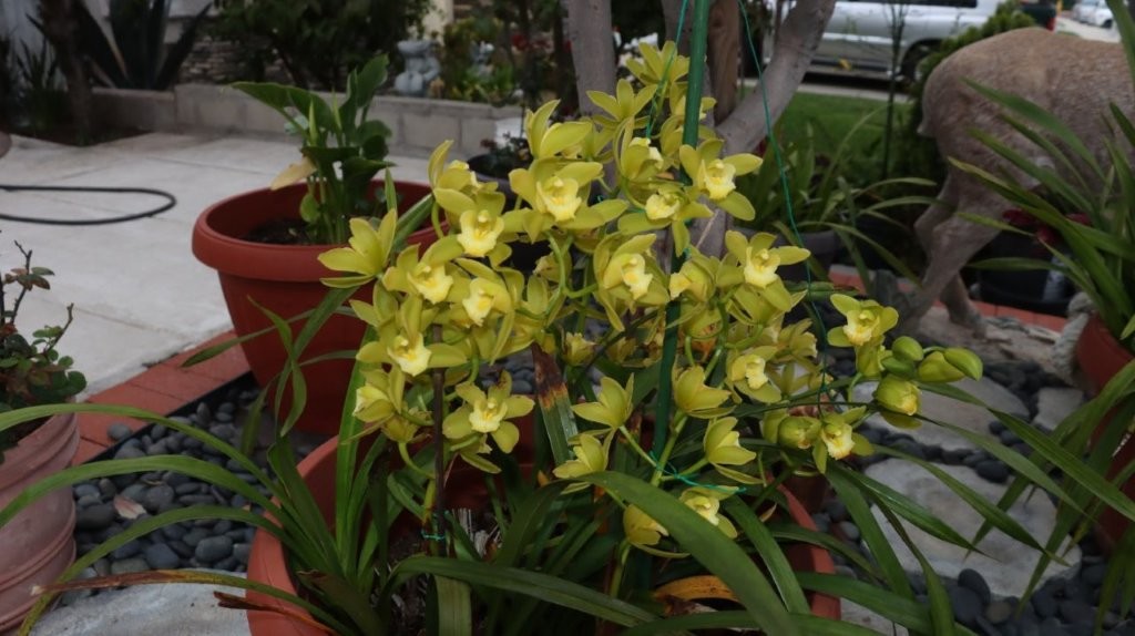 A plant with yellow flowers

AI-generated content may be incorrect.