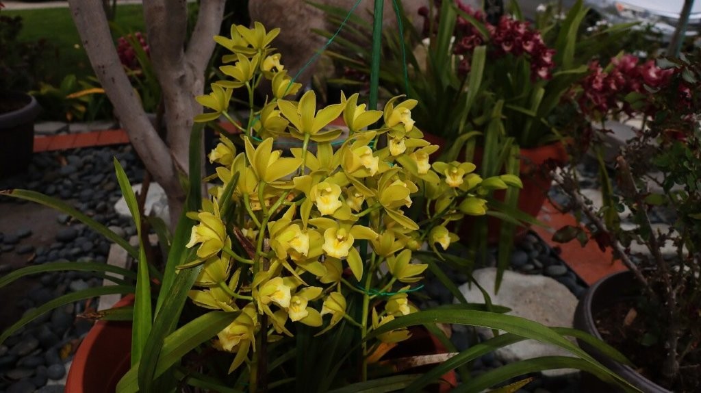 A close up of yellow flowers

AI-generated content may be incorrect.