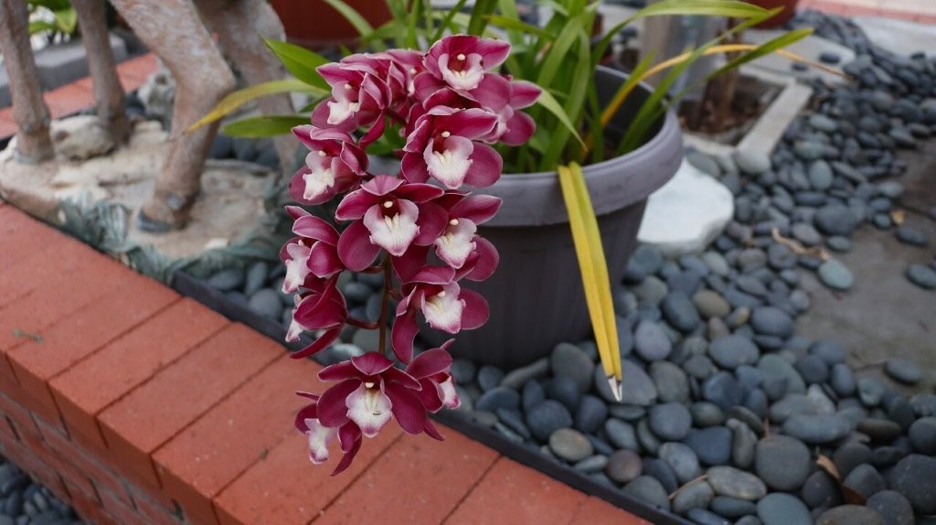 A purple and white flower in a pot

AI-generated content may be incorrect.