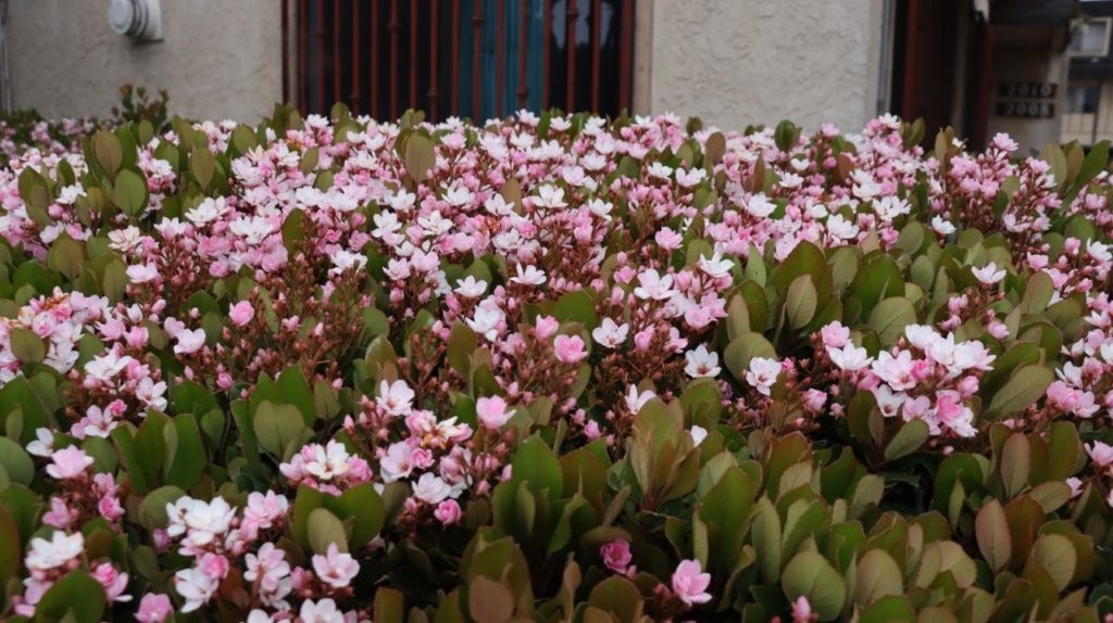 A close-up of a bush of flowers

AI-generated content may be incorrect.