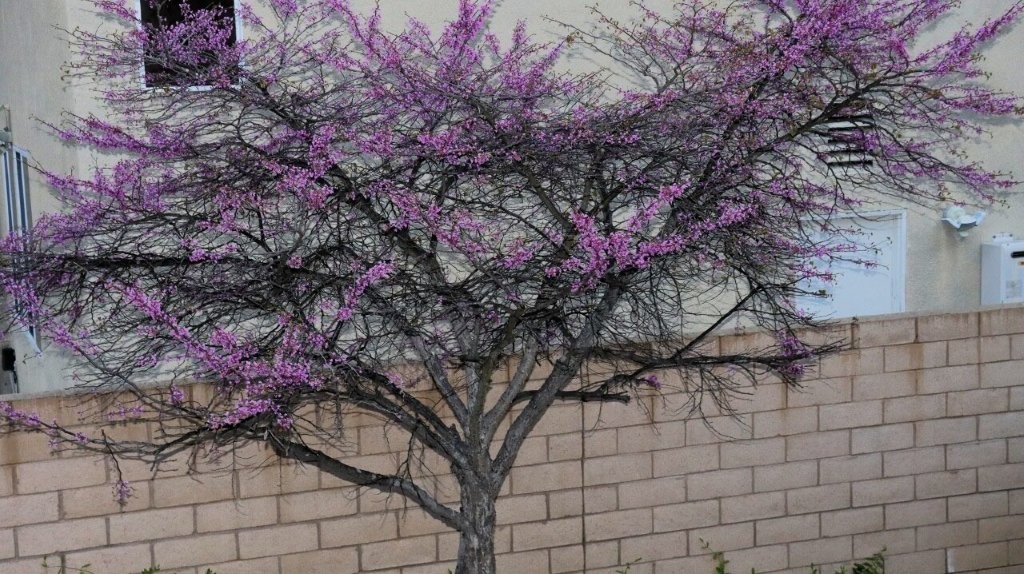 A tree with purple flowers

AI-generated content may be incorrect.