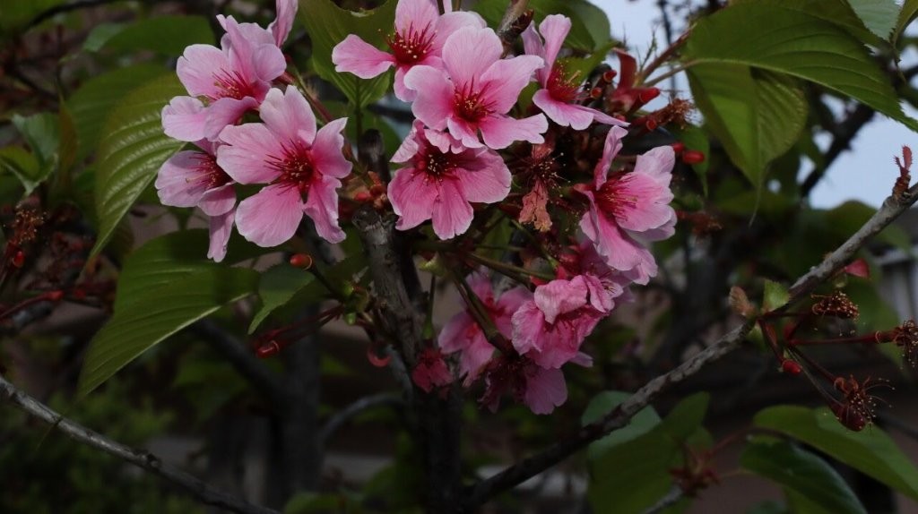 A close up of pink flowers

AI-generated content may be incorrect.