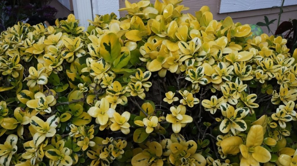 A close-up of a bush

AI-generated content may be incorrect.
