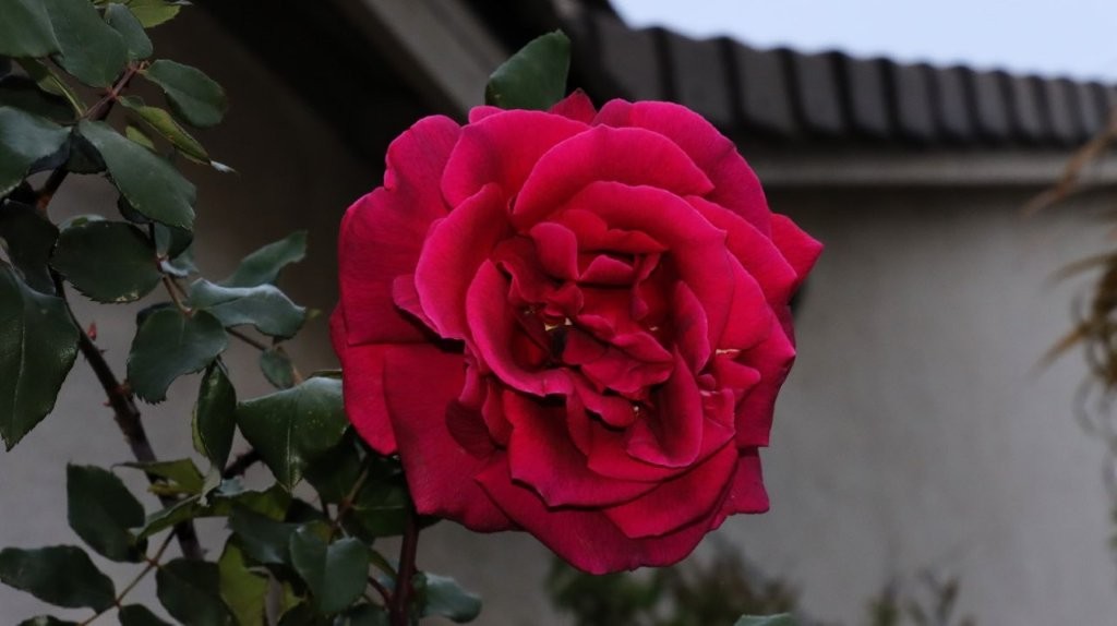 A close up of a red rose

AI-generated content may be incorrect.