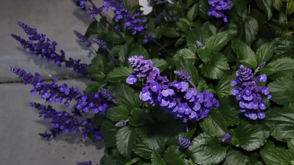 A close-up of purple flowers

AI-generated content may be incorrect.