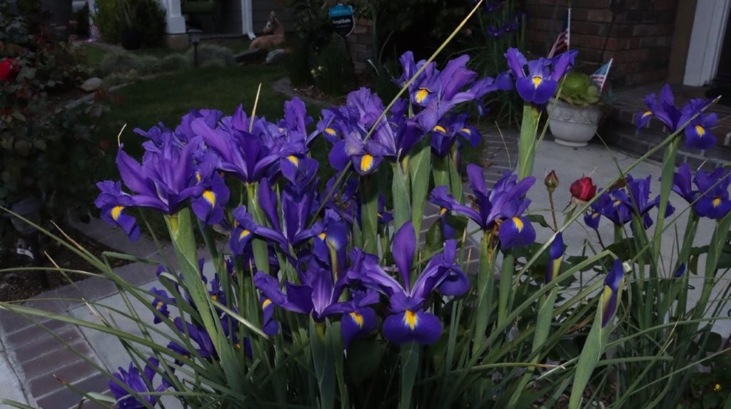 A close-up of purple flowers

AI-generated content may be incorrect.