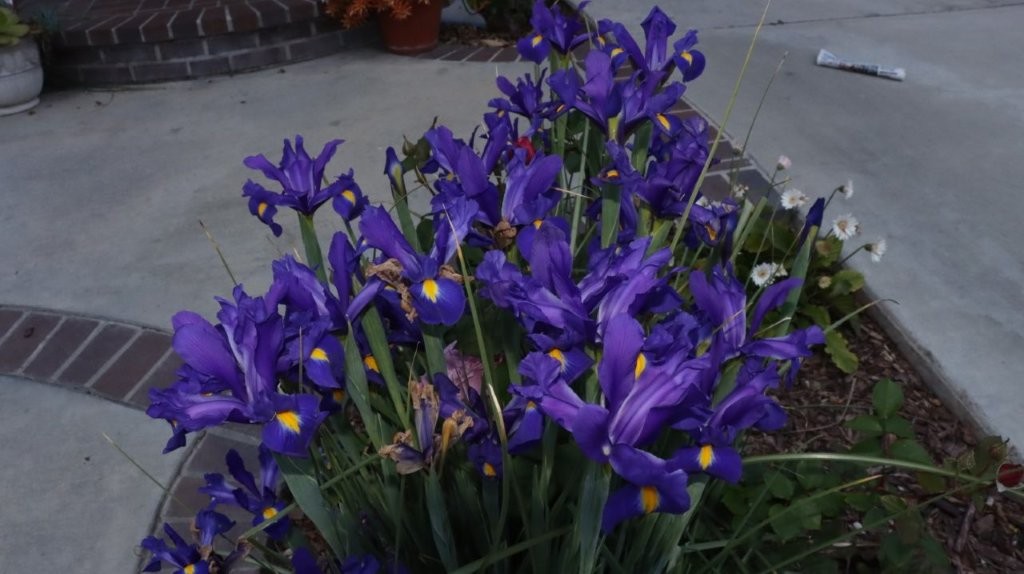 A close-up of purple flowers

AI-generated content may be incorrect.