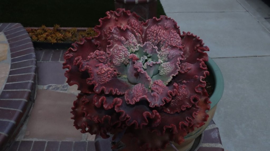 A close-up of a flower

AI-generated content may be incorrect.