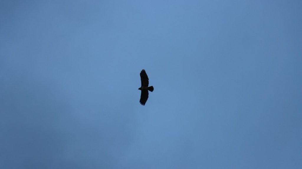 A bird flying in the sky

AI-generated content may be incorrect.