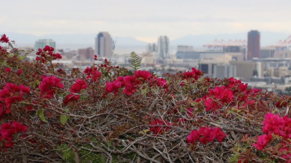A bush with red flowers

AI-generated content may be incorrect.