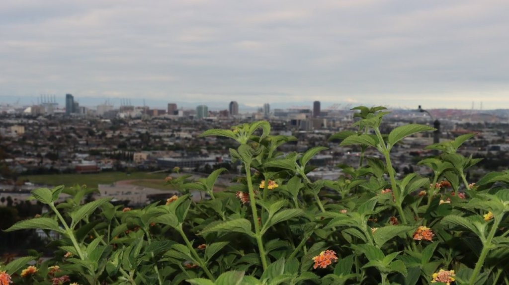 A plant with flowers in the foreground

AI-generated content may be incorrect.