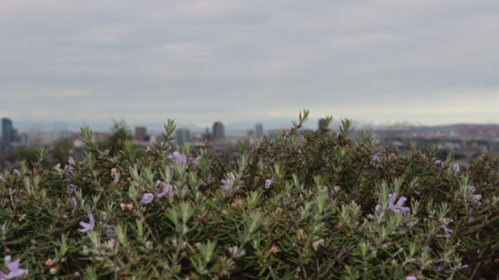 A close-up of a bush

AI-generated content may be incorrect.