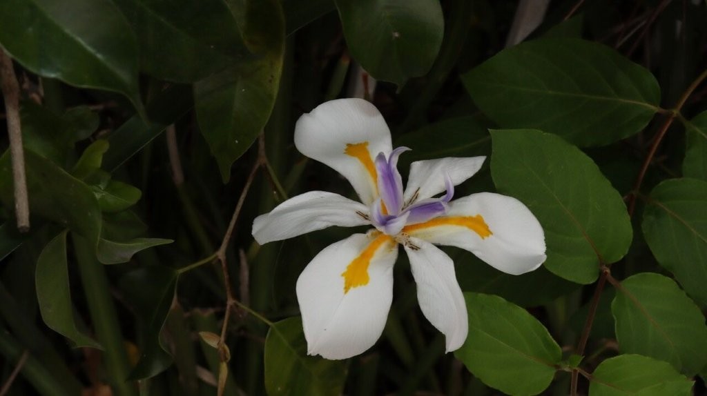 A white flower with yellow center

AI-generated content may be incorrect.