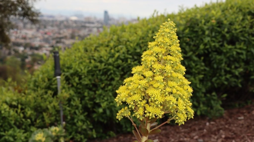 A yellow flower in front of a green bush

AI-generated content may be incorrect.