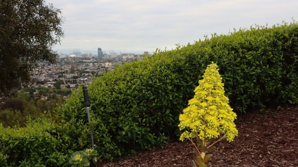A green bushes with a yellow flower

AI-generated content may be incorrect.