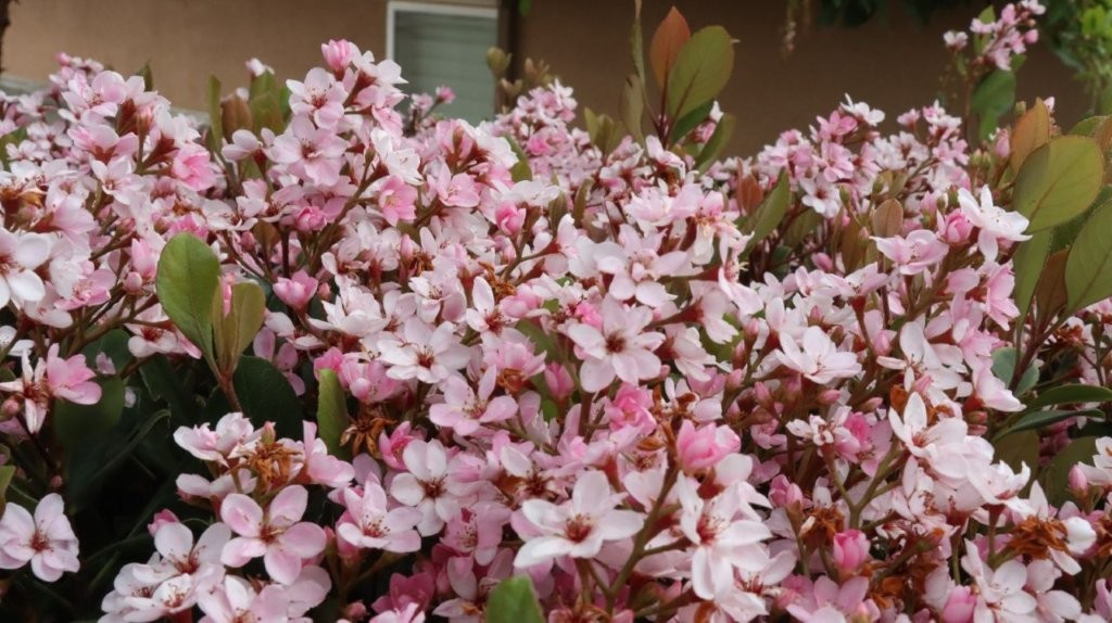 A close-up of a bush of pink flowers

AI-generated content may be incorrect.