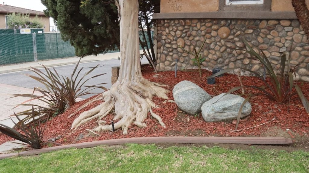 A tree with a large root system

AI-generated content may be incorrect.
