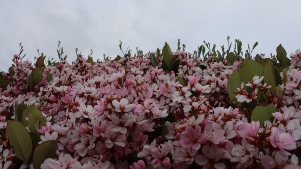 A group of pink flowers

AI-generated content may be incorrect.