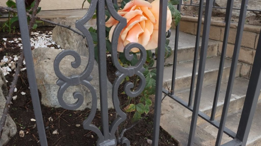 A rose behind a fence

AI-generated content may be incorrect.