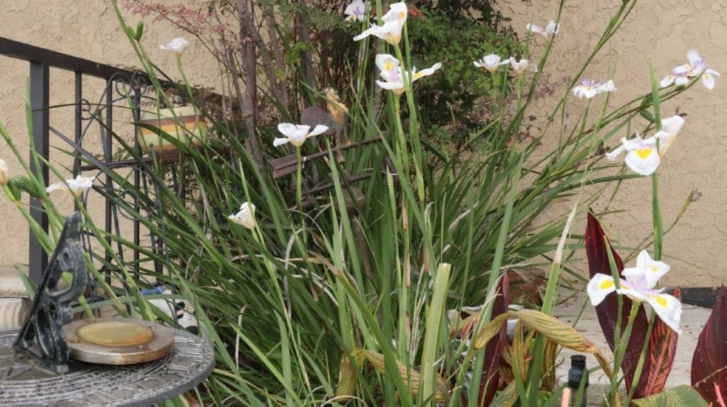 A close-up of a plant

AI-generated content may be incorrect.