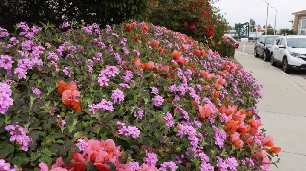 A large bush of flowers

AI-generated content may be incorrect.