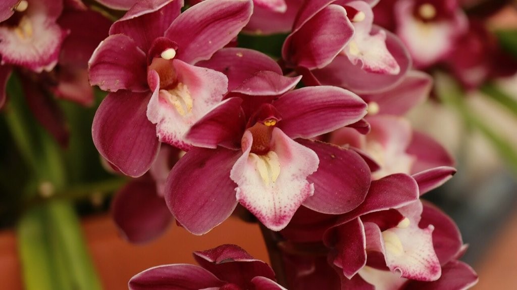 A close up of a flower

AI-generated content may be incorrect.