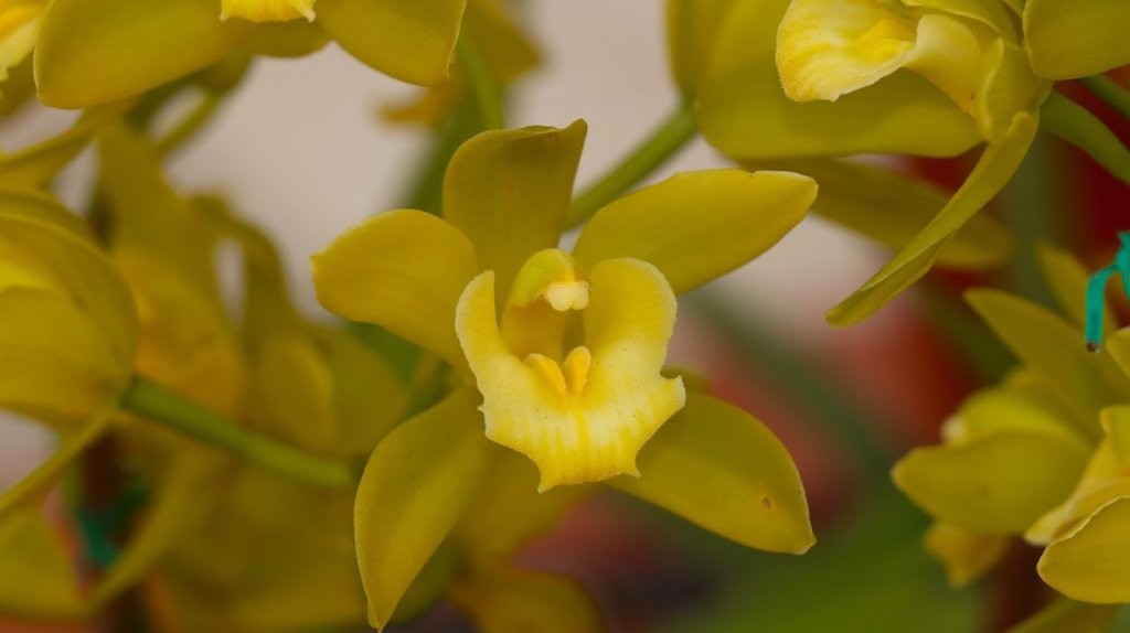 A close up of a yellow flower

AI-generated content may be incorrect.