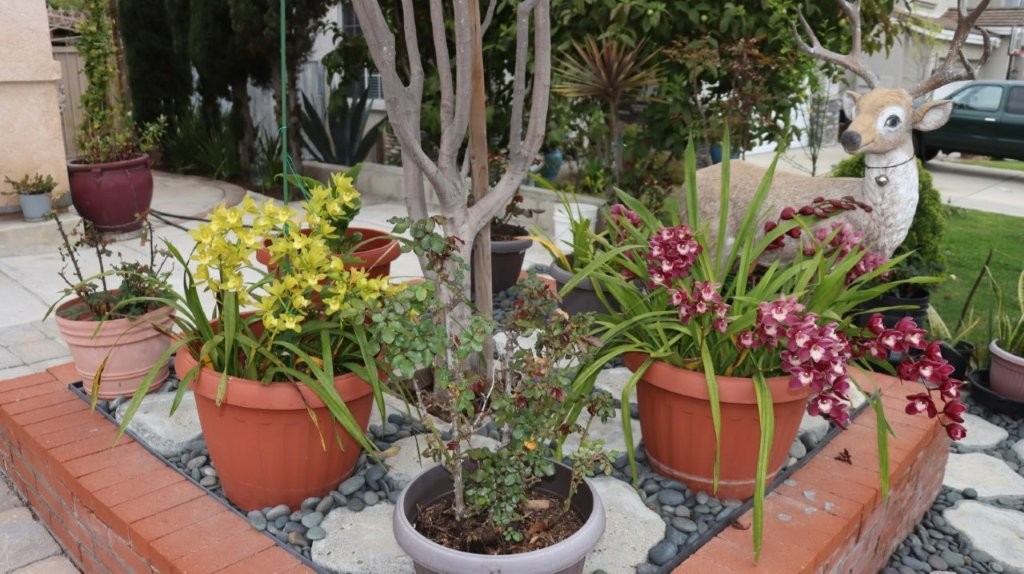 A group of potted plants

AI-generated content may be incorrect.