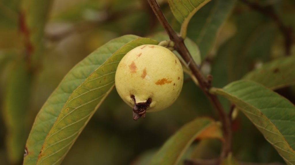 A close-up of a fruit on a tree

AI-generated content may be incorrect.