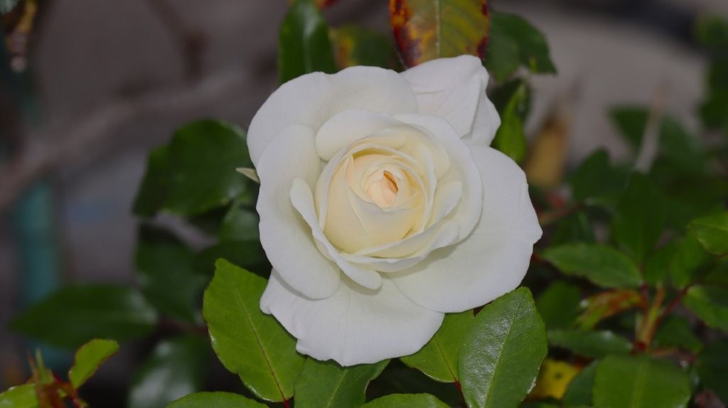 A white rose with green leaves

AI-generated content may be incorrect.