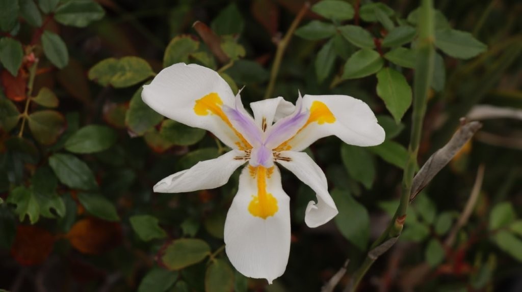 A white flower with yellow center

AI-generated content may be incorrect.