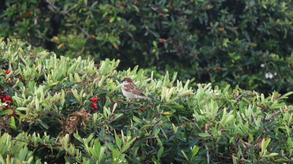 A bird sitting on a bush

Description automatically generated