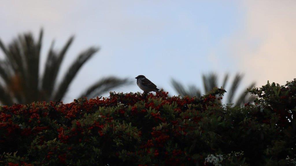 A bird on a bush

Description automatically generated