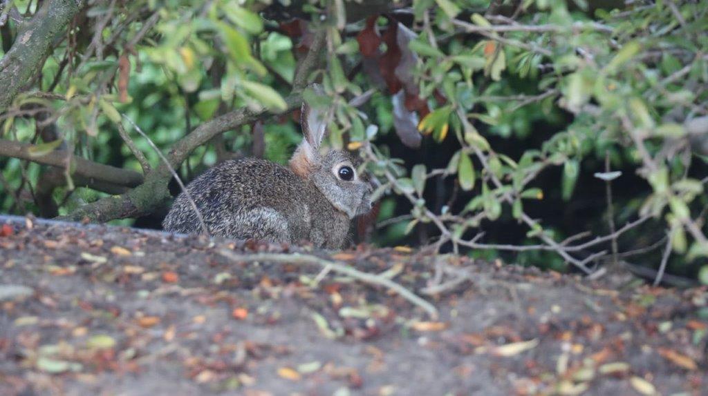 A rabbit sitting in the dirt

Description automatically generated