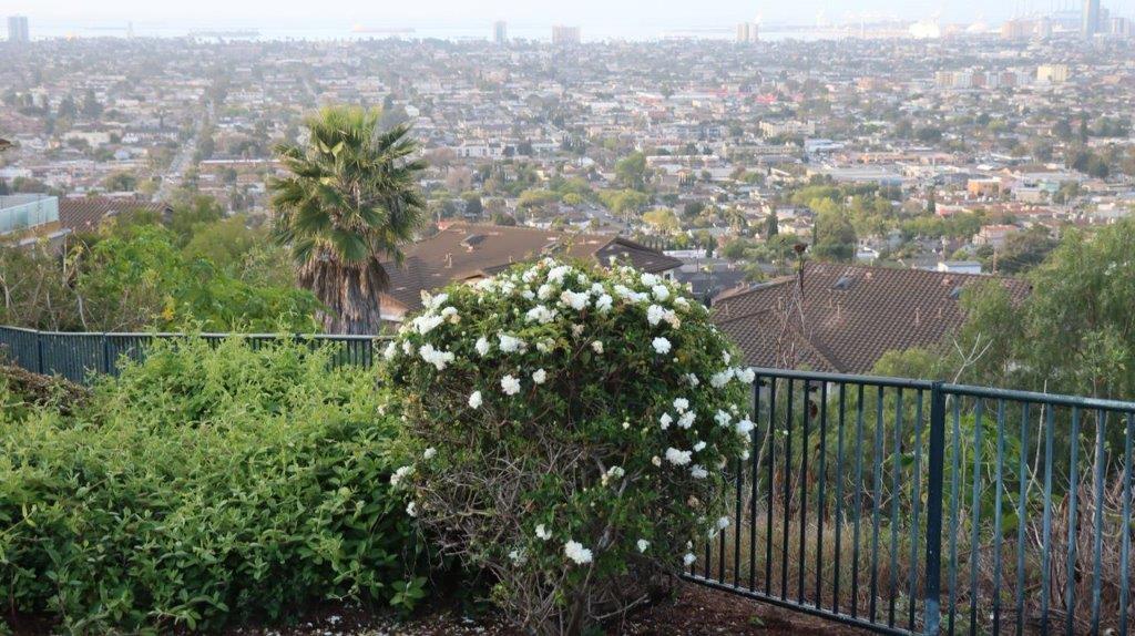 A bush with white flowers and a fence

Description automatically generated