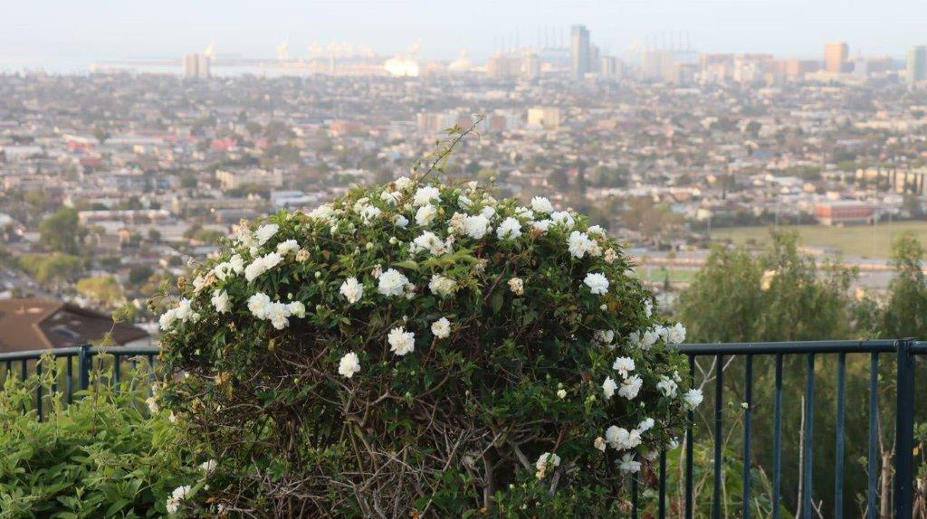 A bush with white flowers

Description automatically generated