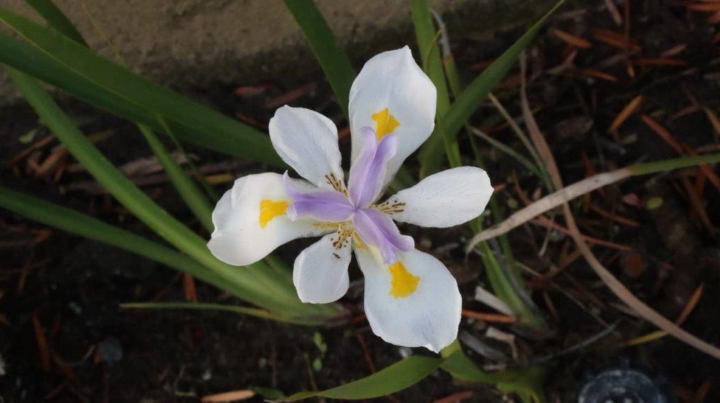 A white flower with yellow center

Description automatically generated