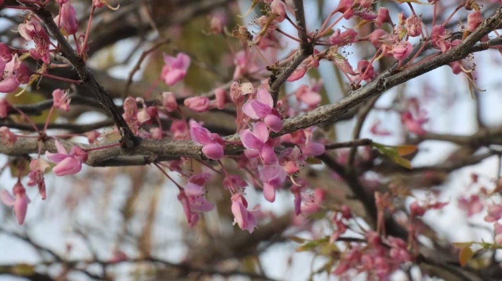 A close-up of a tree branch with pink flowers

Description automatically generated