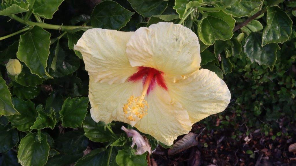 A yellow flower with a red center

Description automatically generated