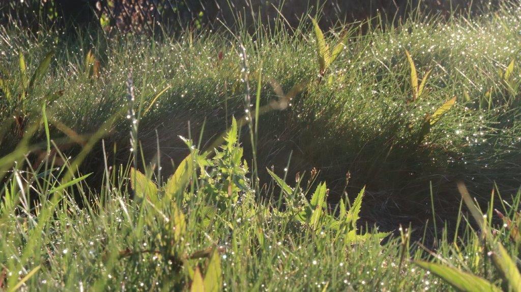 A close-up of some grass

Description automatically generated