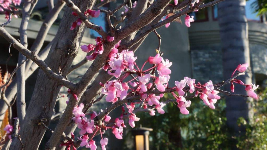 A tree with pink flowers

Description automatically generated