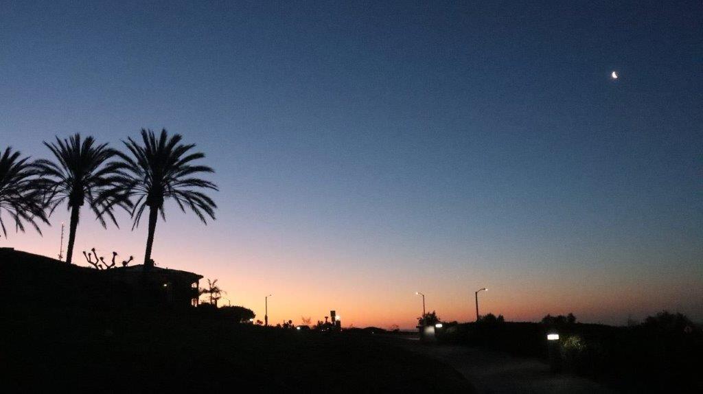A palm tree and a sunset

Description automatically generated